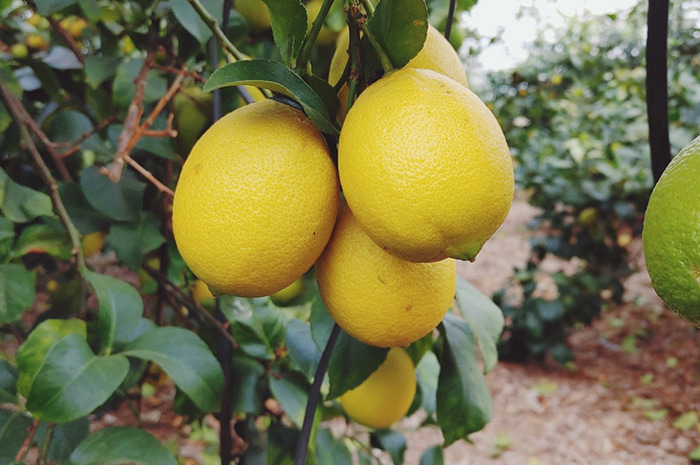 레몬 워터 만들기 제주 GAP인증 햇 레몬 3kg